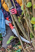 Man pruning a hazelnut tree: removal of the oldest stems to let air in and make space for the youngest.