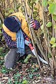 Man pruning a hazelnut tree: removal of the oldest stems to let air in and make space for the youngest.