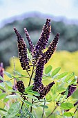 Bastard indigo (Amorpha fruticosa) in bloom in May. Drought resistant shrub but sometimes considered an invasive plant.