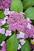 Mountain Hydrangea (Hydrangea serrata Oamacha), a variety of hydrangea whose leaves are used to make infusions when the foliage becomes coloured in autumn.