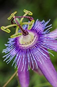 Detail of the hybrid passionflower Lavender Lady.