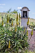 Aloe tree (Aloe striatula) in bloom in a garden