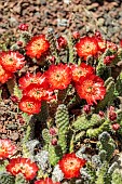 Red dwarfPrickly pear (Tunilla picardoi, Opuntia picardoi) in full bloom in May. Cold resistant species.
