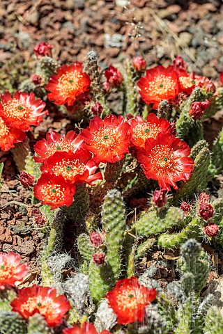 Red_dwarfPrickly_pear_Tunilla_picardoi_Opuntia_picardoi_in_full_bloom_in_May_Cold_resistant_species