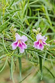 Desert willow (Chilopsis linearis) in bloom. Very drought resistant plant.