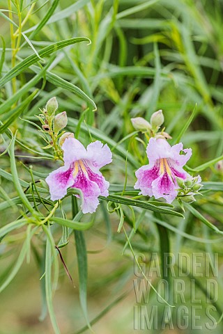 Desert_willow_Chilopsis_linearis_in_bloom_Very_drought_resistant_plant