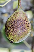 Scab sign on a pear. The fruit will be edible but of lesser gustative quality and not marketable.