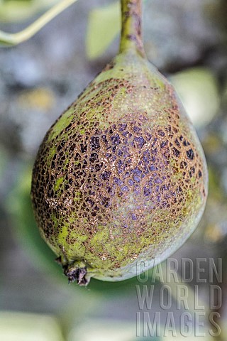 Scab_sign_on_a_pear_The_fruit_will_be_edible_but_of_lesser_gustative_quality_and_not_marketable