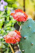 Quimilio Prickly Pear (Opuntia quimilo) flowers