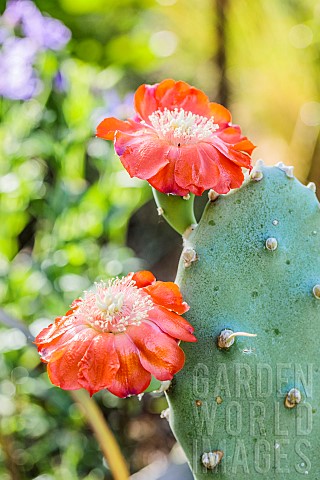 Quimilio_Prickly_Pear_Opuntia_quimilo_flowers