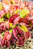 Venus flytrap (Dionaea muscipula) Giant Mansille, variety with large coloured traps.