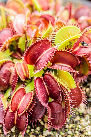 Venus_flytrap_Dionaea_muscipula_Giant_Mansille_variety_with_large_coloured_traps