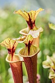 Sweet Pitcher Plant (Sarracenia rubra var rubricorpora), in cultivation.