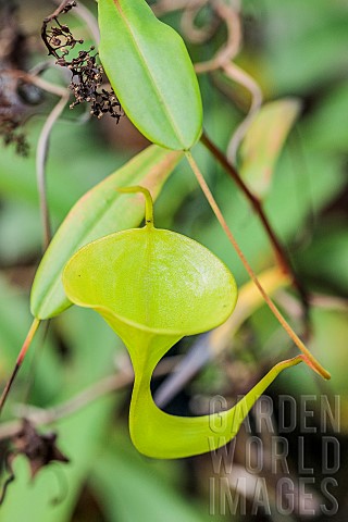 Sumatran_Nepenthes_Urn_Nepenthes_inermis_tropical_carnivorous_plant
