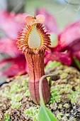 Splendid pitcher-plant (Nepenthes edwardsiana) urn