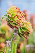 Double flower of White-topped Pitcher Plant (Sarracenia leucophylla) of the variety Tarnok.