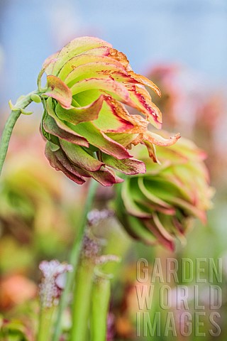 Double_flower_of_Whitetopped_Pitcher_Plant_Sarracenia_leucophylla_of_the_variety_Tarnok