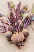 Freshly harvested Pablo F1 red beets.