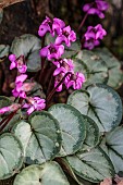 Cyclamen coum Pewter Leaf, flowering in February.