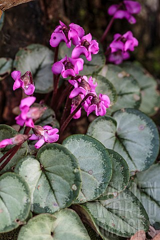 Cyclamen_coum_Pewter_Leaf_flowering_in_February