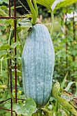 Blue Banana squash. A variety for keeping which owes its name to its elongated shape and grey-blue skin.