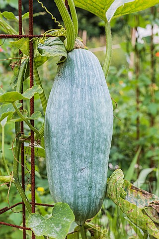 Blue_Banana_squash_A_variety_for_keeping_which_owes_its_name_to_its_elongated_shape_and_greyblue_ski