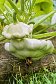 White Scallop squash. Non-runny squash, tender like Zucchini when young, long shelf life afterwards.