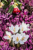 Flowers of the Joan of Arc Crocus emerging from a winter heather (Erica carnea Mojave), in February-March.