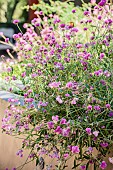 Globe amaranth (Gomphrena globosa) Fireworks, drought-resistant annual flower.