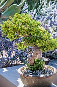 Jade Plant (Crassula ovata) grown in pots and pruned into bonsaï