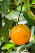 Mandarin Page: looks like an orange but technically, Page is a hybrid between a tangelo and a mandarin. Juicy fruit and sweet flavour.