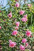 Lijiang Road Rose, hybrid of Rosa gigantea. Non-remontant, vigorous and fragrant.