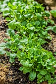 Granon F1 lambs lettuce, ideal for forced cultivation