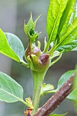 Chestnut gall wasp (Dryocosmus kuriphilus) attack