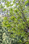 Chestnut tree attacked by the Chestnut Cynips (Dryocosmus kuriphilus): the foliage is sparse.