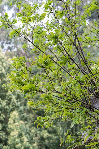 Chestnut_tree_attacked_by_the_Chestnut_Cynips_Dryocosmus_kuriphilus_the_foliage_is_sparse