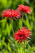 Scarlet Anemone (Anemone fulgens)Multipetala in April: an old double-flowered variety, naturalized in certain vineyards of the Périgord.