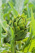 Prickly artichoke, a variety from southern Europe