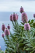 Madeira Vipersbugloss (Echium nervosum) endemic to Madeira and sometimes cultivated in Europe.