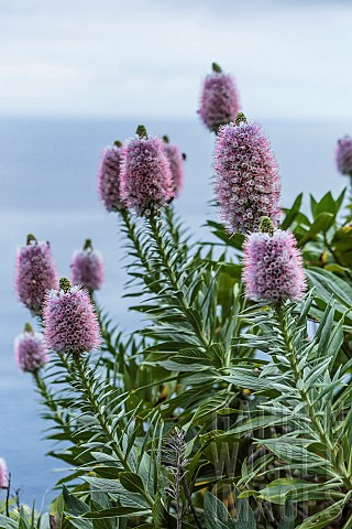 Madeira_Vipersbugloss_Echium_nervosum_endemic_to_Madeira_and_sometimes_cultivated_in_Europe
