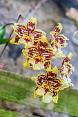 Oncostele Wildcat, intergeneric hybrid orchid (Odontoglossum x Oncidium)