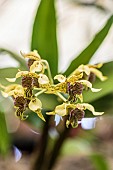 Dendrobium New Guinea, hybrid of D. atroviolaceum x D. macrophyllum