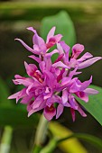 Guatemalan Cattleya Orchid (Cattleya guatemalensis) flowers