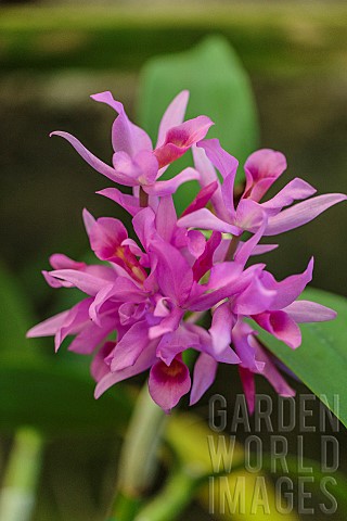 Guatemalan_Cattleya_Orchid_Cattleya_guatemalensis_flowers