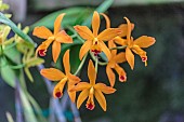 Laeliocattleya Orange Crush, a very colourful hybrid of Laelia and Cattleya.