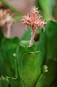 Flowering Aechmée (Aechmea flavo-rosea), a bromelid.