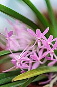 Flowering Ascofinetia Cherry Blossom, intergeneric hybrid (Neofinetia x Ascocentrum)