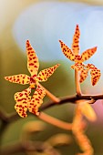 Spanish Dancing Girl Renanthera (Renanthera monachica) fleurs