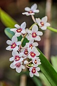 Large boulder orchid (Sarcochilus hartmannii), an orchid remarkable for its regular, almost axially symmetrical flower.
