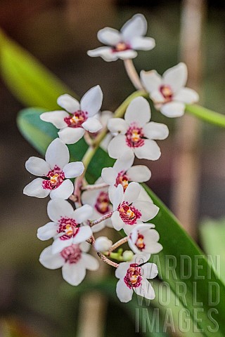 Large_boulder_orchid_Sarcochilus_hartmannii_an_orchid_remarkable_for_its_regular_almost_axially_symm